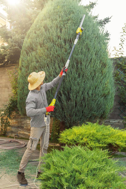 Best Tree Mulching  in Escondido, CA